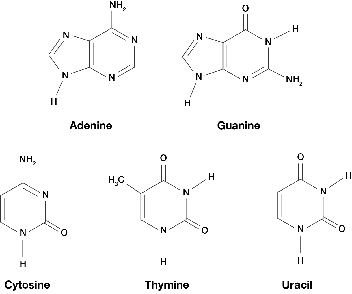 Chemical structures of the five nitrogenous bases: adenine, guanine, cytosine, thymine and uracil.